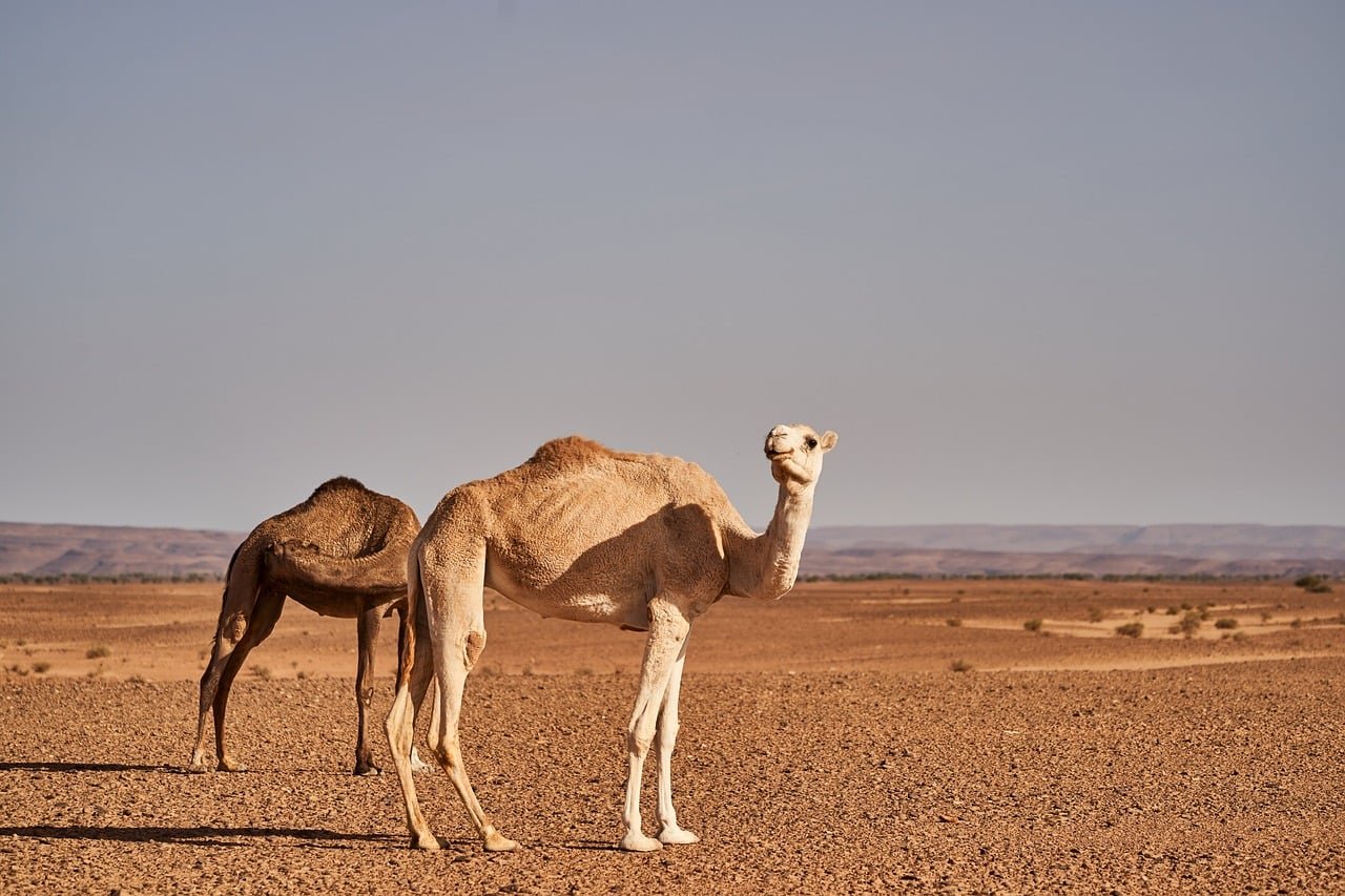 desert, nature, sand, landscape, sahara, dune, morocco, camel