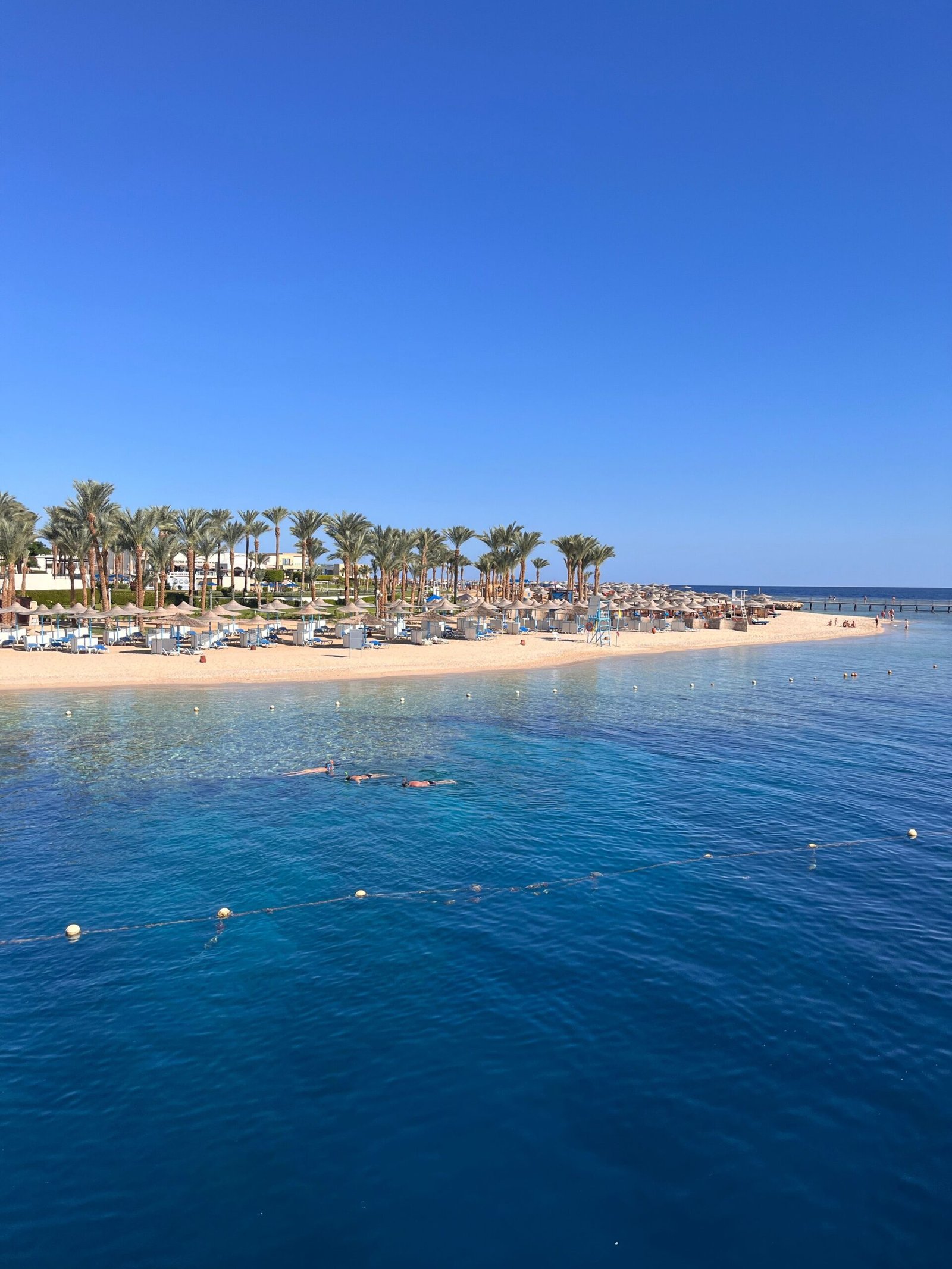 Scenic view of a tropical beachfront with palm trees in Egypt's coastal paradise.