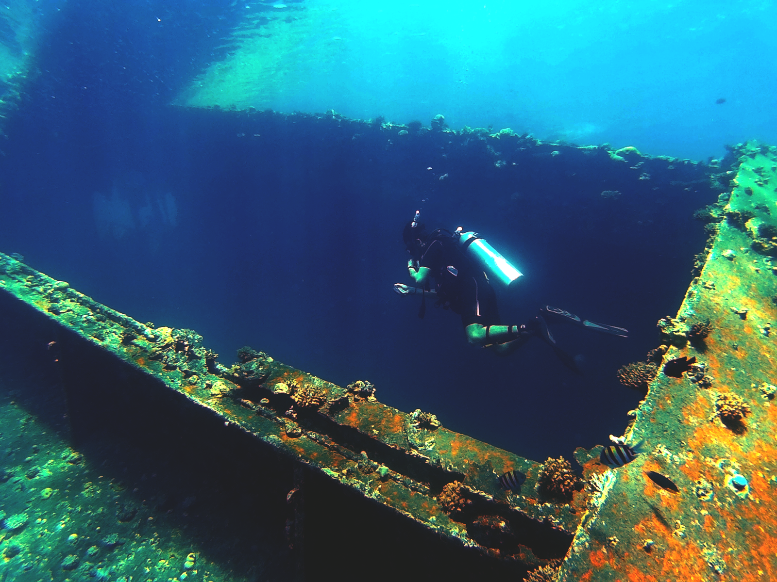 Diver exploring a vibrant underwater shipwreck in clear blue Arabian waters.