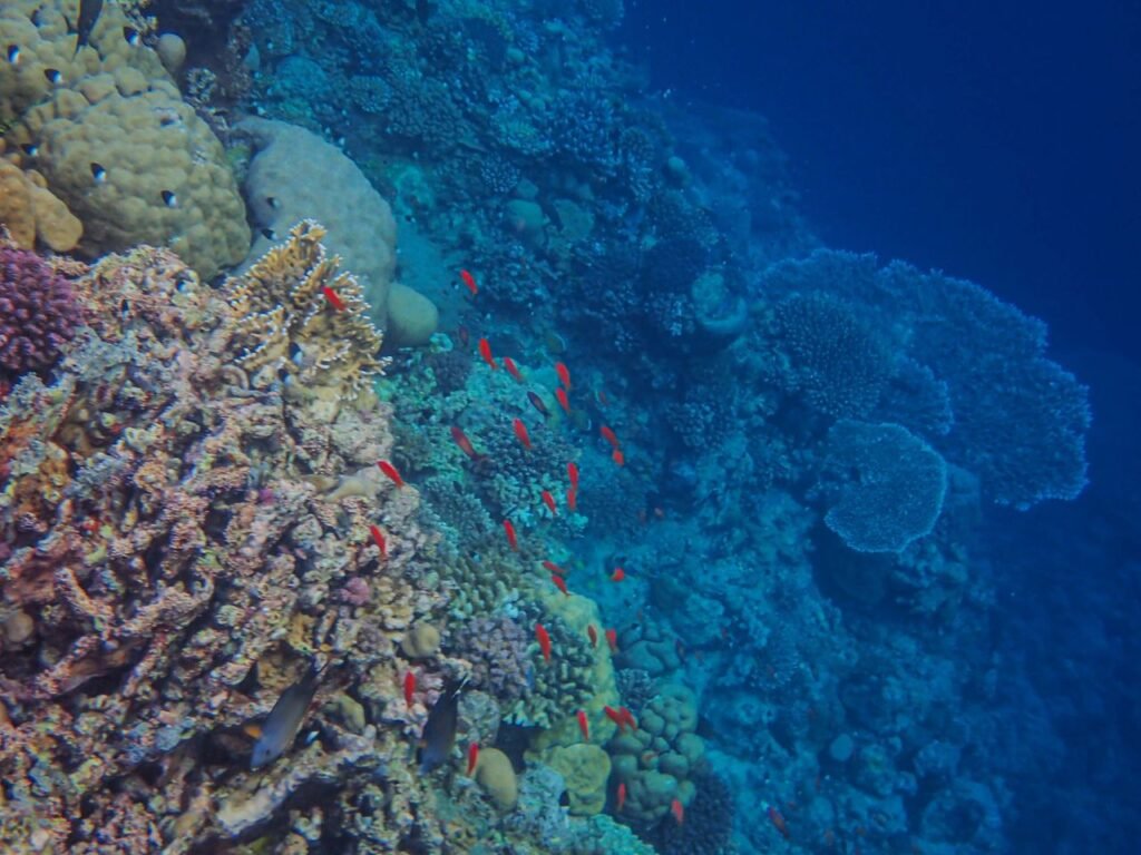 Colorful coral reef teeming with red fish in a vibrant underwater ecosystem.