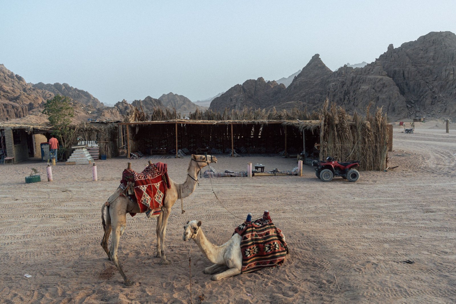 Two camels resting with traditional saddles in the arid deserts of Sharm El-Sheikh, Egypt.